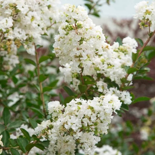 LAGERSTROEMIA INDICA RUBRA MAGNIFICA - PINK	لاجستروميا (تمر حنا)