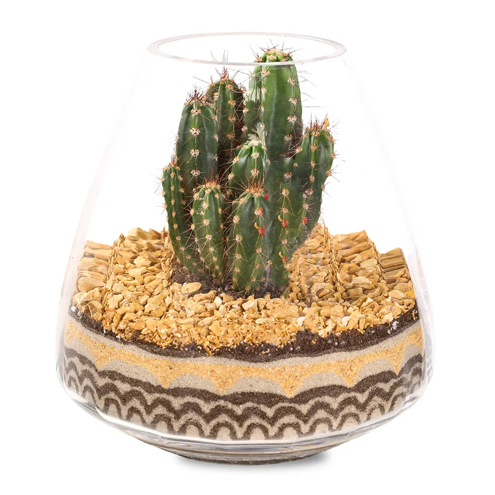 SUCCULENT PLANTS IN TERRARIUM - النباتات العصارية في التيراريوم