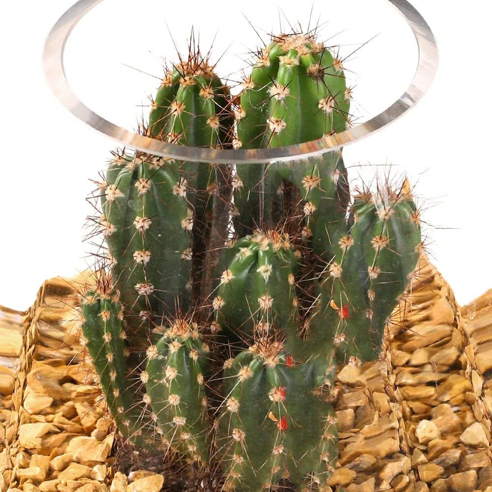 SUCCULENT PLANTS IN TERRARIUM - النباتات العصارية في التيراريوم