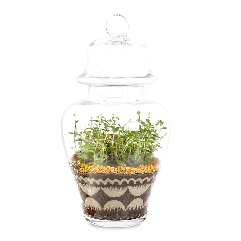 TERRARIUM GIFT SET - (صباريات في (هدية تيراريوم