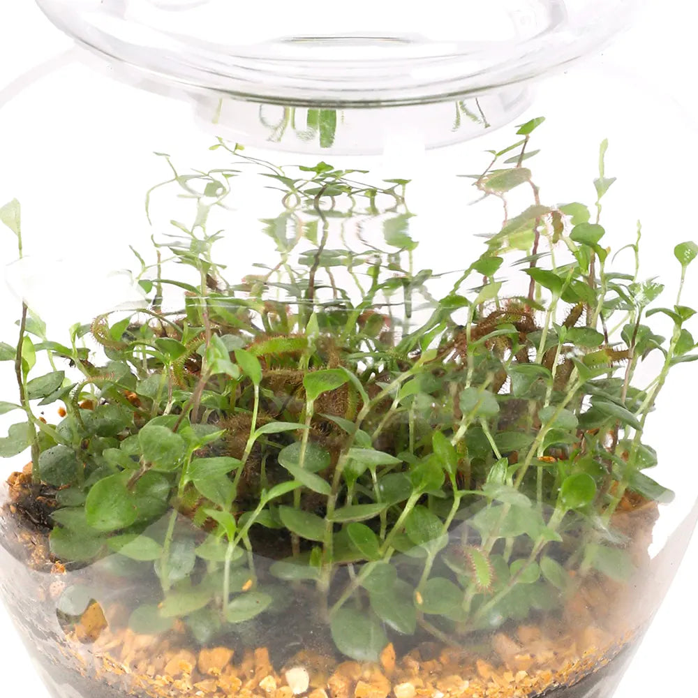 TERRARIUM GIFT SET - (صباريات في (هدية تيراريوم