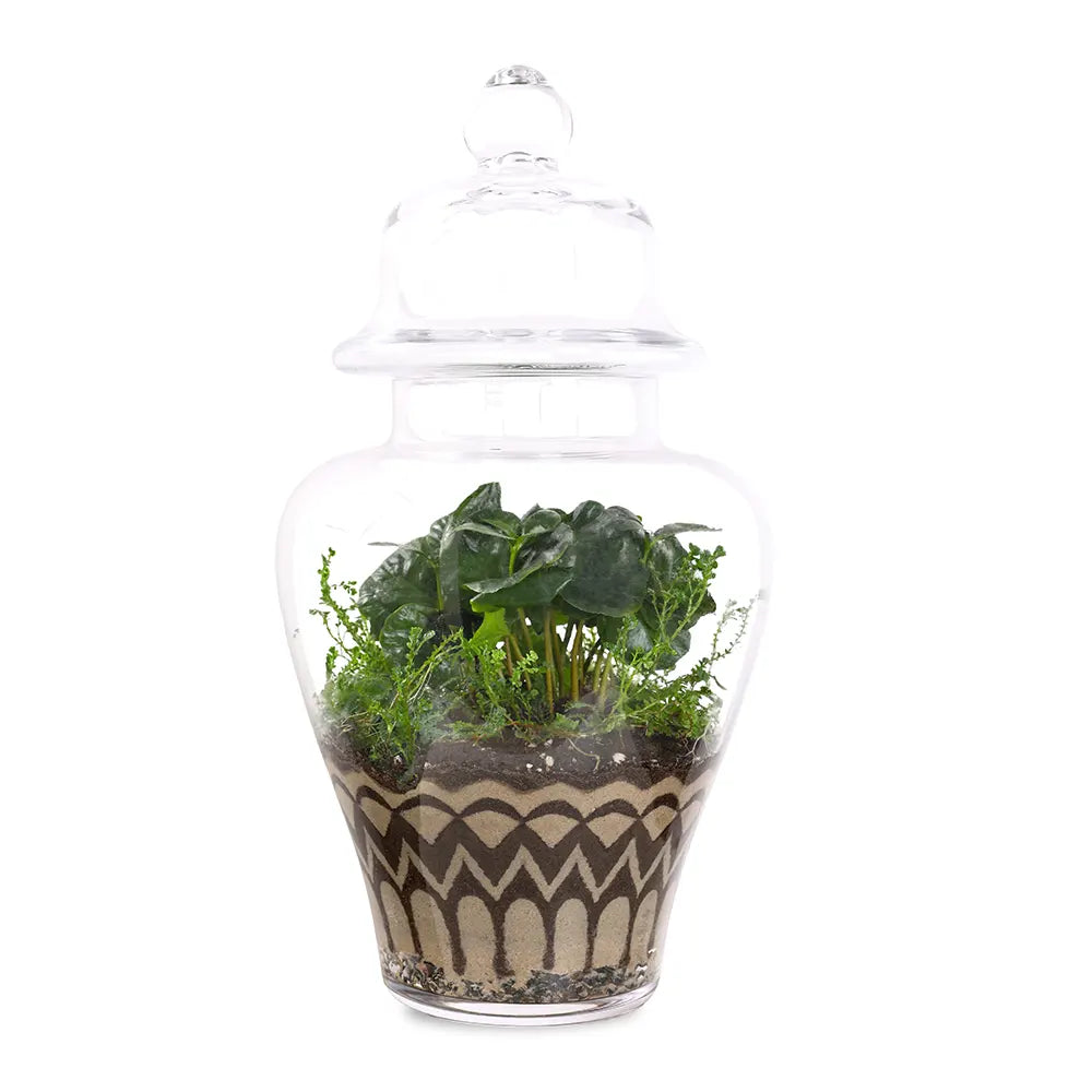 TERRARIUM GIFT SET - (صباريات في (هدية تيراريوم