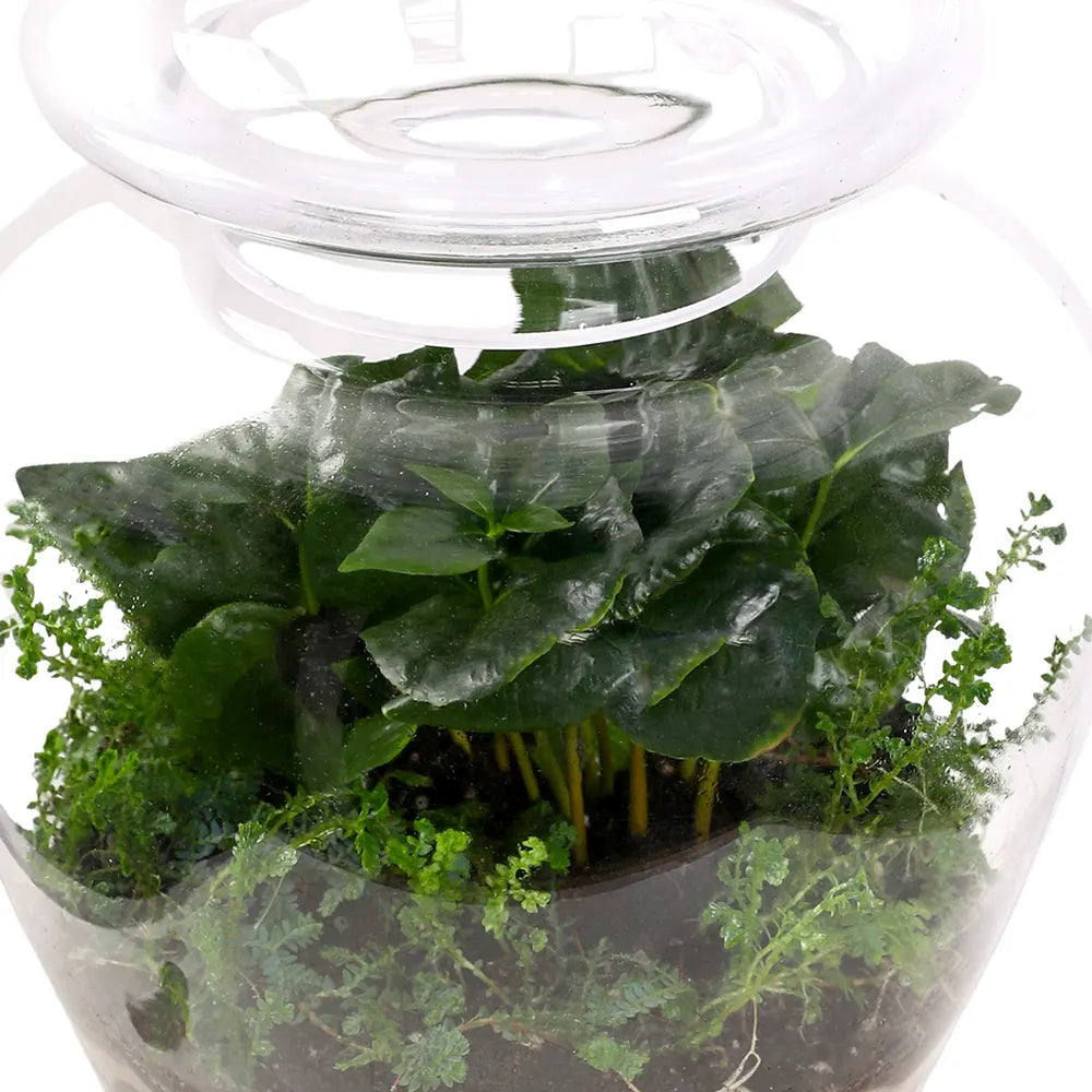 TERRARIUM GIFT SET - (صباريات في (هدية تيراريوم