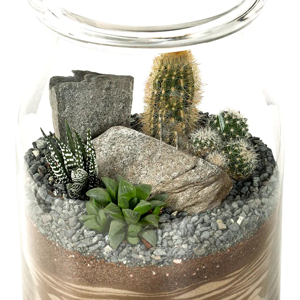 SUCCULENT PLANTS IN TERRARIUM - النباتات العصارية في التيراريوم
