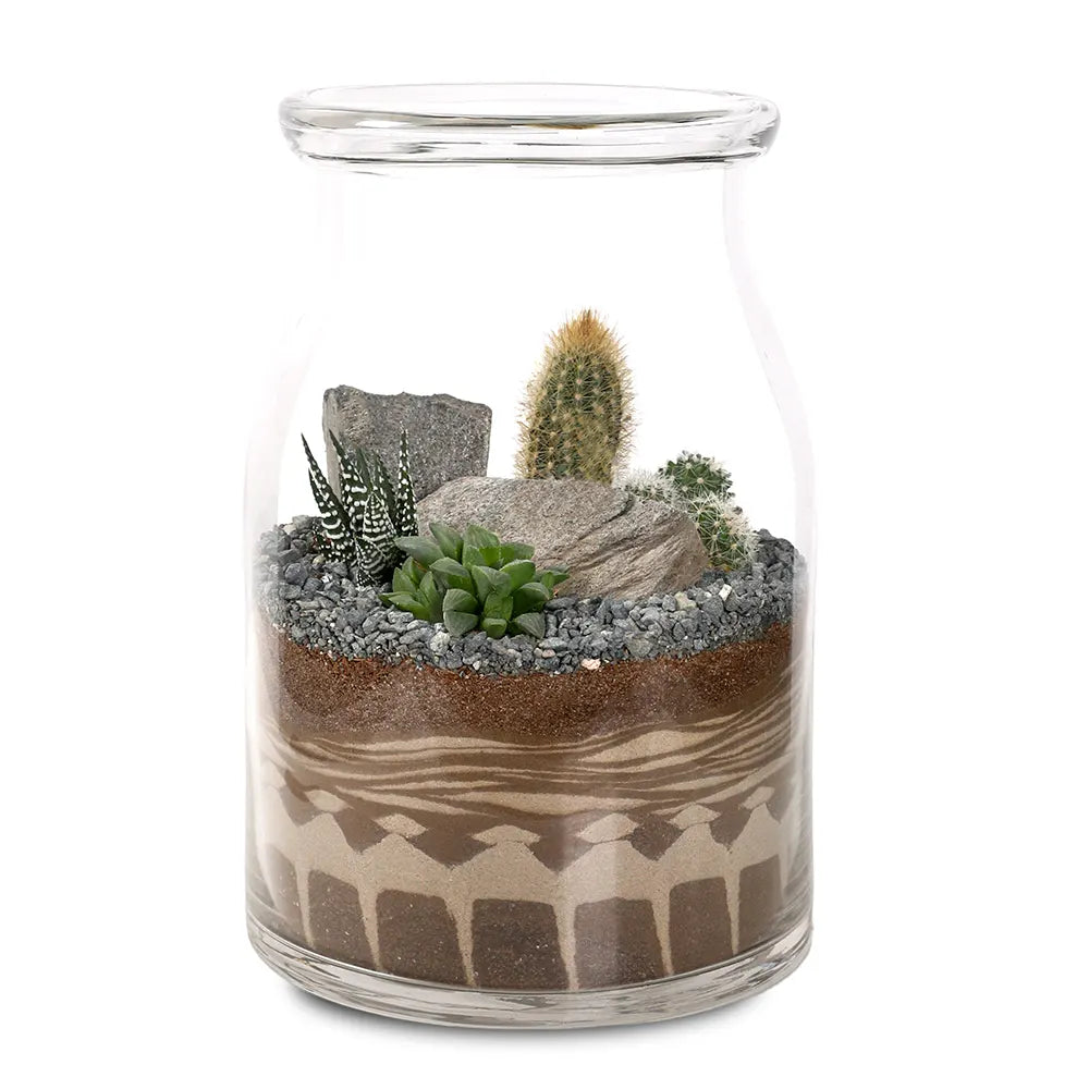 SUCCULENT PLANTS IN TERRARIUM - النباتات العصارية في التيراريوم