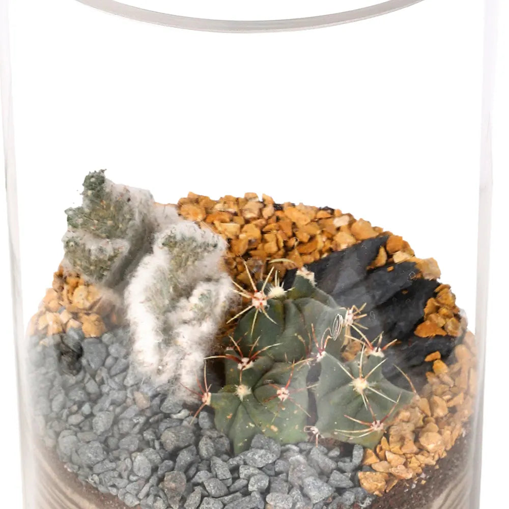TERRARIUM GIFT SET - (صباريات في (هدية تيراريوم
