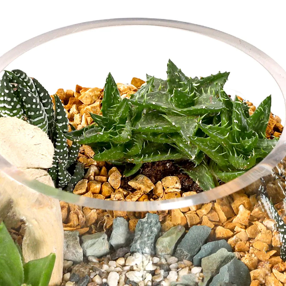 TERRARIUM GIFT SET - (صباريات في (هدية تيراريوم