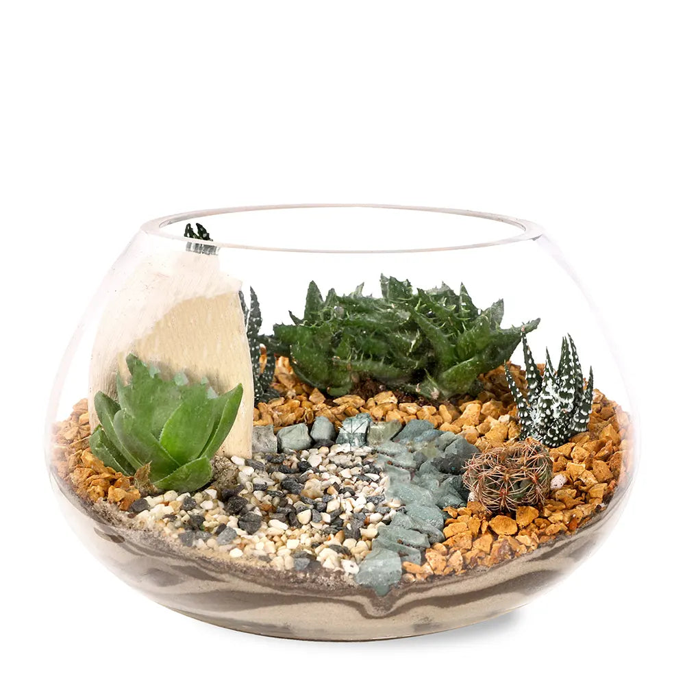 TERRARIUM GIFT SET - (صباريات في (هدية تيراريوم