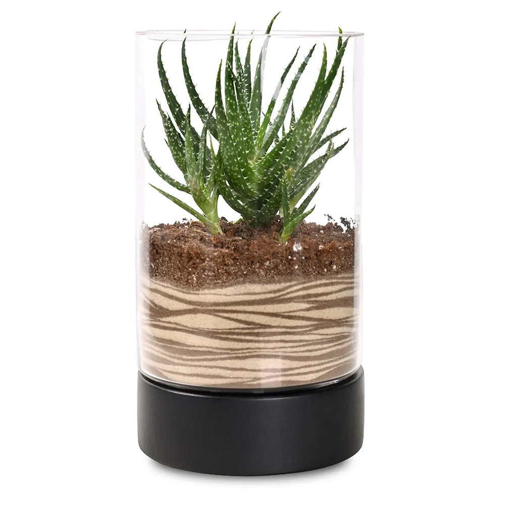TERRARIUM GIFT SET - (صباريات في (هدية تيراريوم