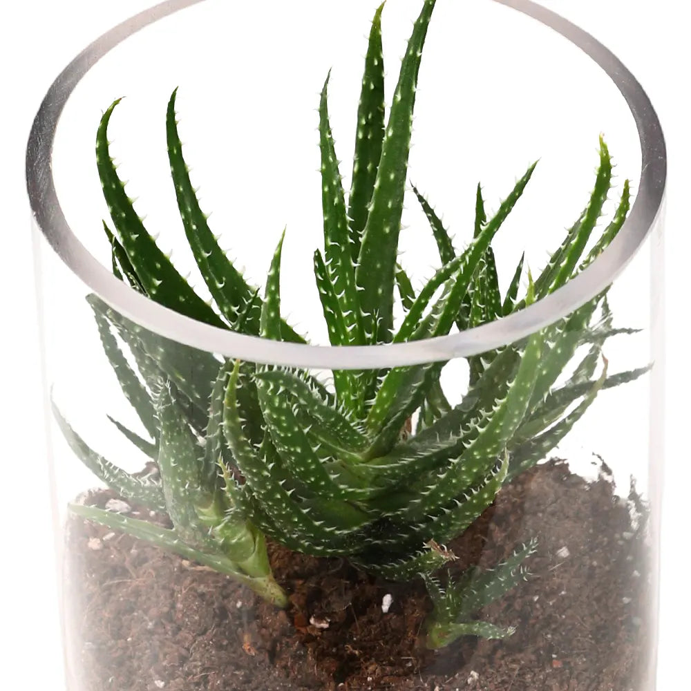 TERRARIUM GIFT SET - (صباريات في (هدية تيراريوم