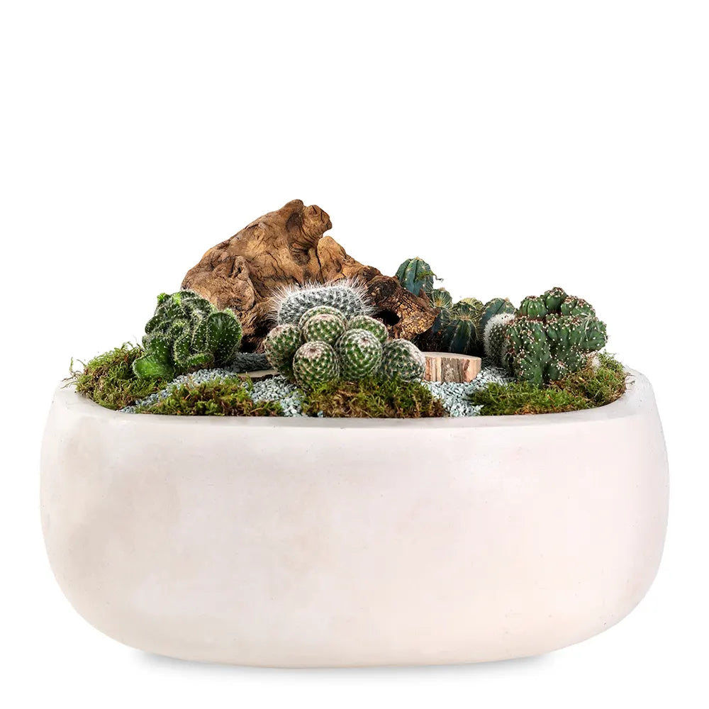 CACTUS IN BEIGE POT