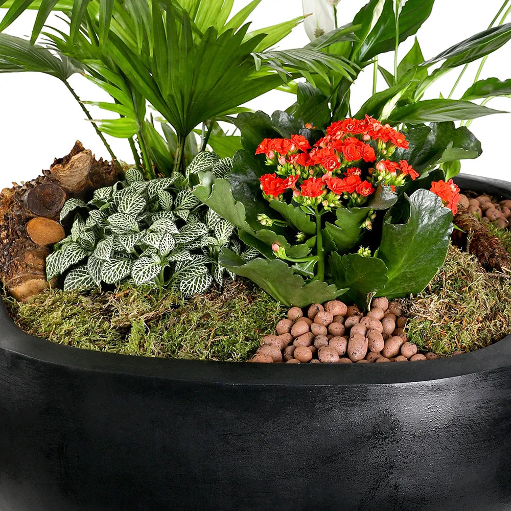 INDOOR PLANTS IN BLACK POT