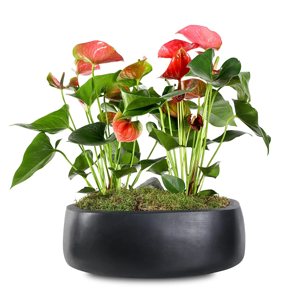 ANTHURIUM IN BLACK POT