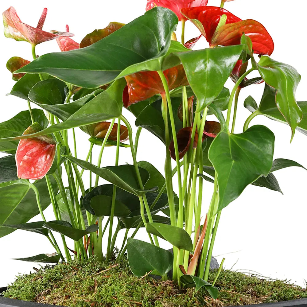 ANTHURIUM IN BLACK POT