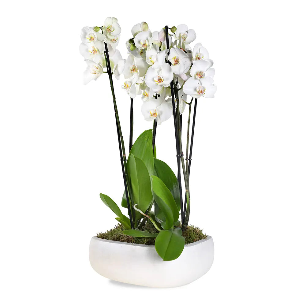 ORCHIDS IN BEIGE POT