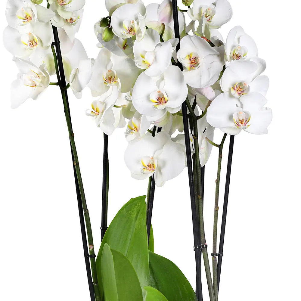 ORCHIDS IN BEIGE POT