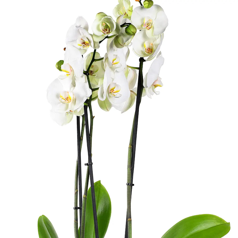 ORCHIDS IN BLACK POT