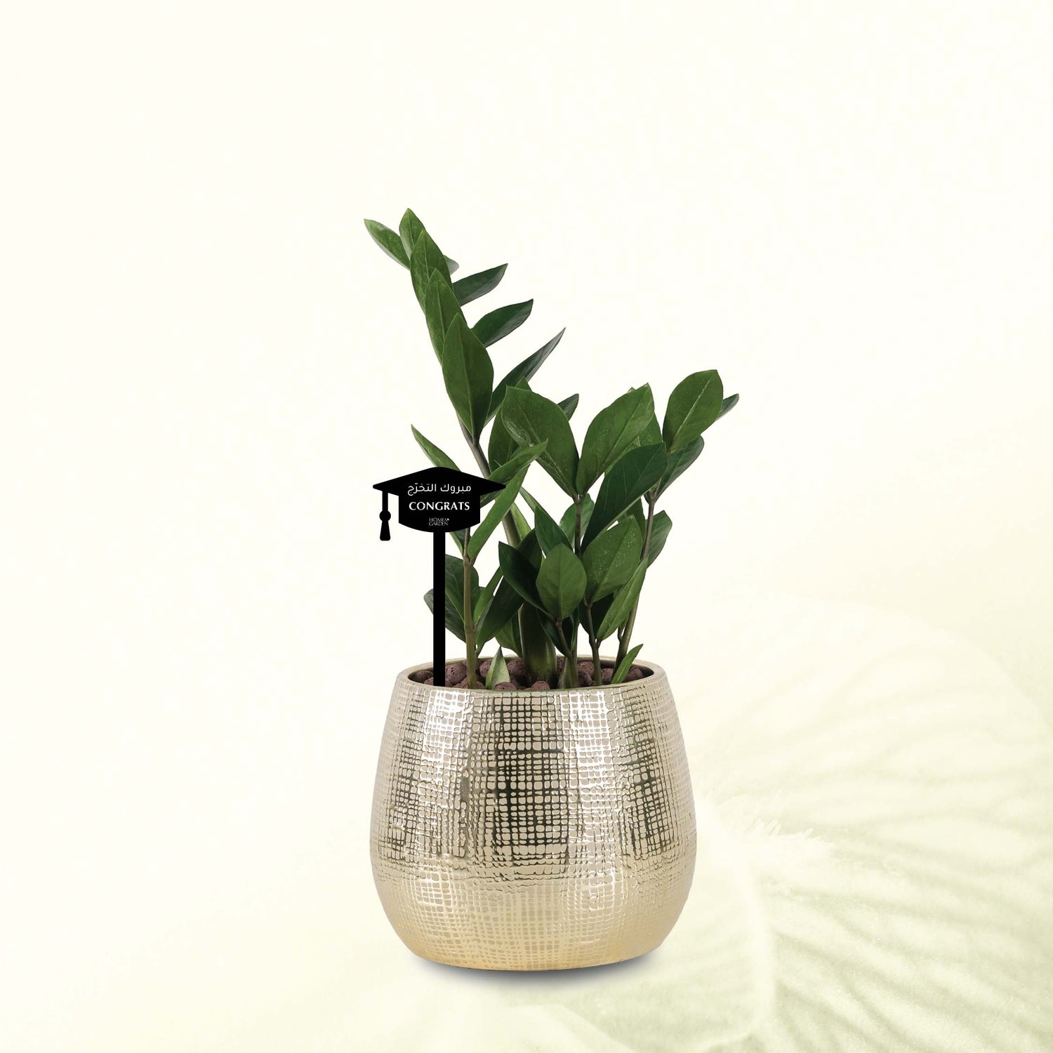 ZAMIOCULCAS IN GOLD POT