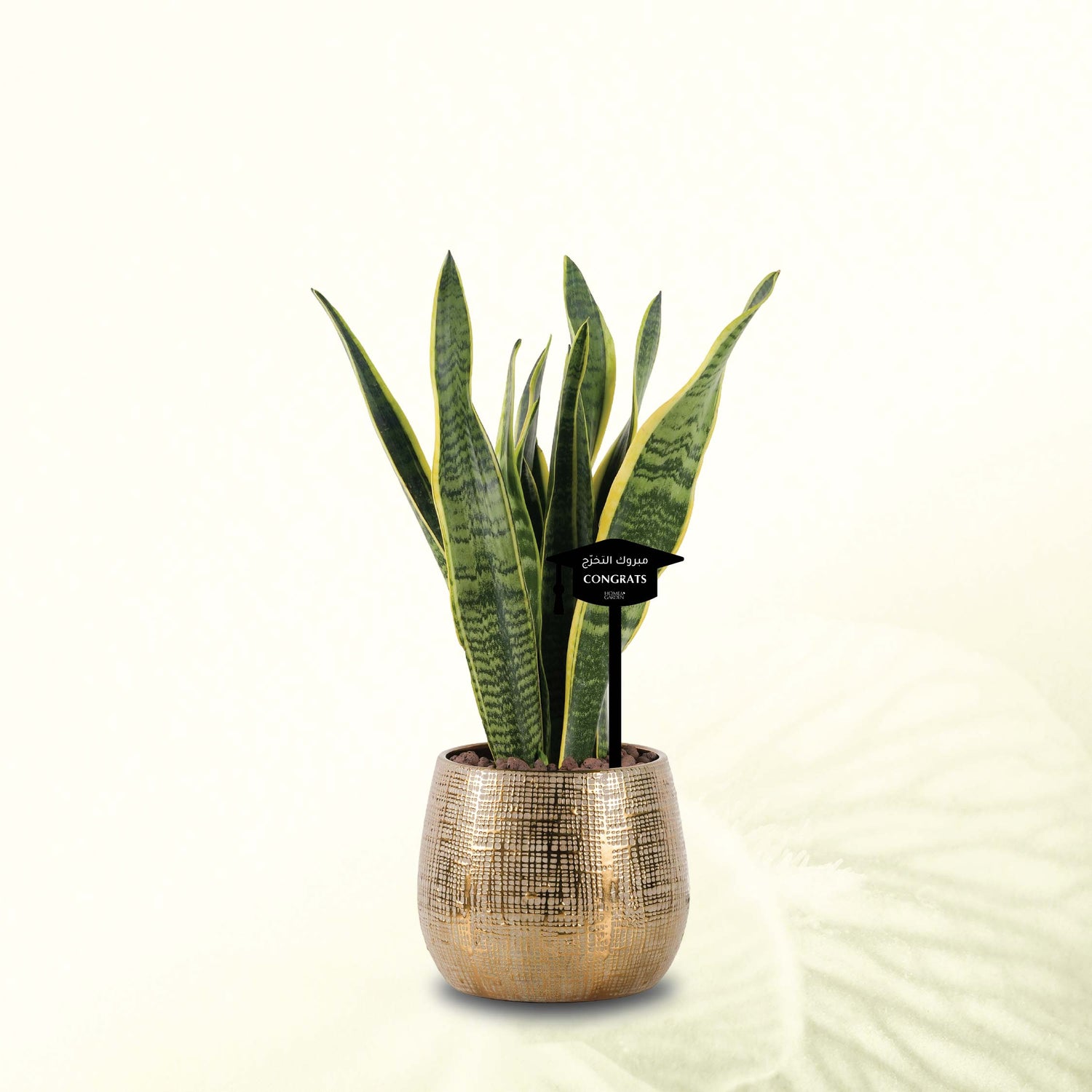 SANSEVIERIA IN GOLD POT