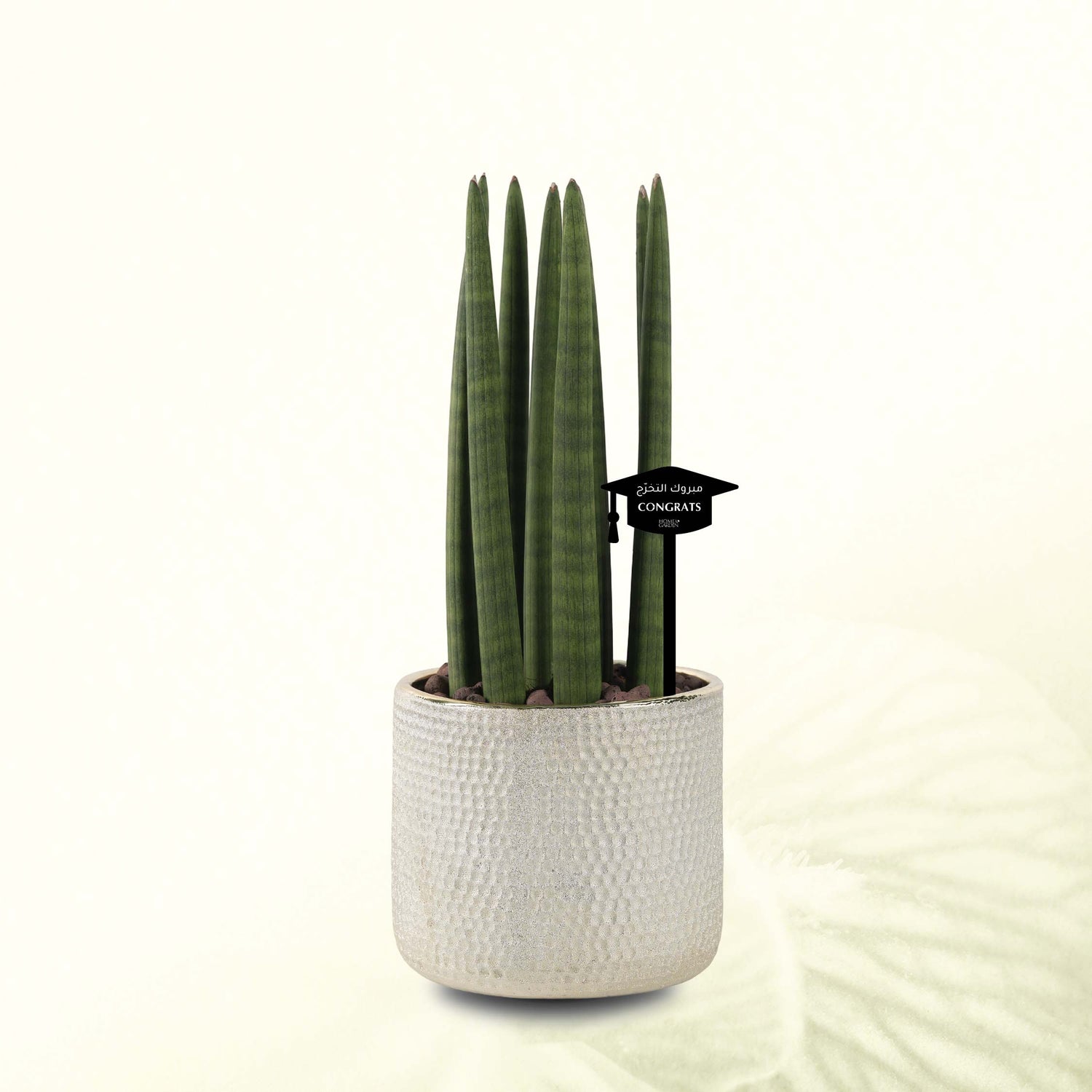 SANSEVIERIA CYLINDRICA IN GOLD POT