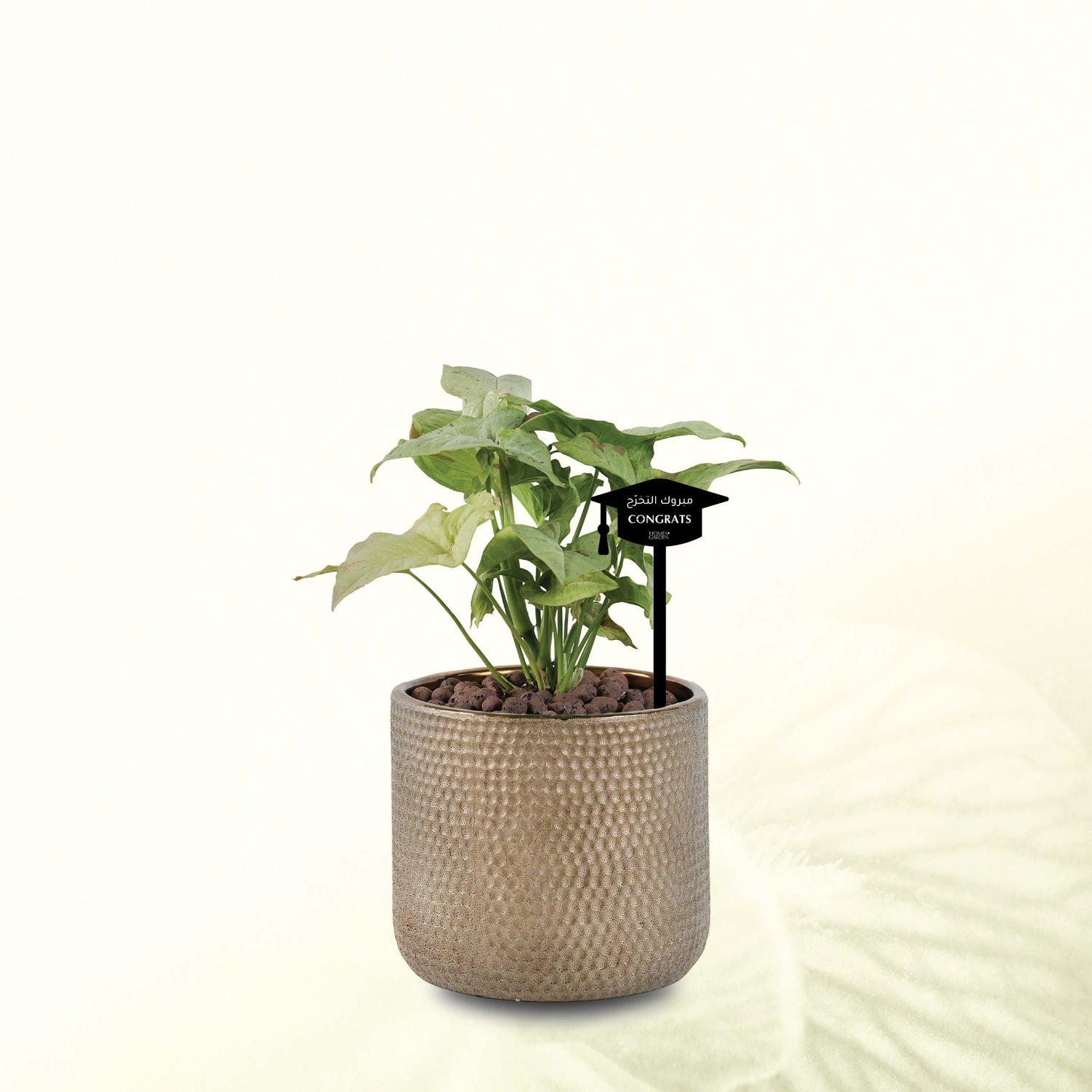 SYNGONIUM IN GOLD POT