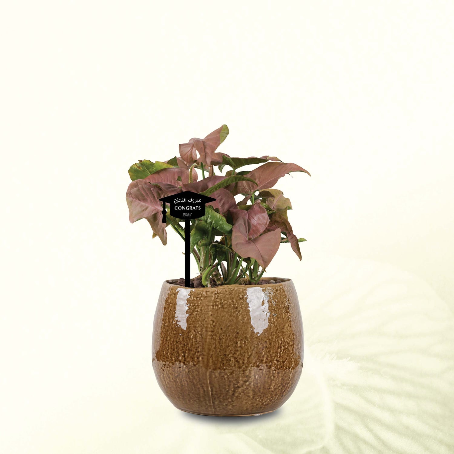 SYNGONIUM IN CARAMEL POT