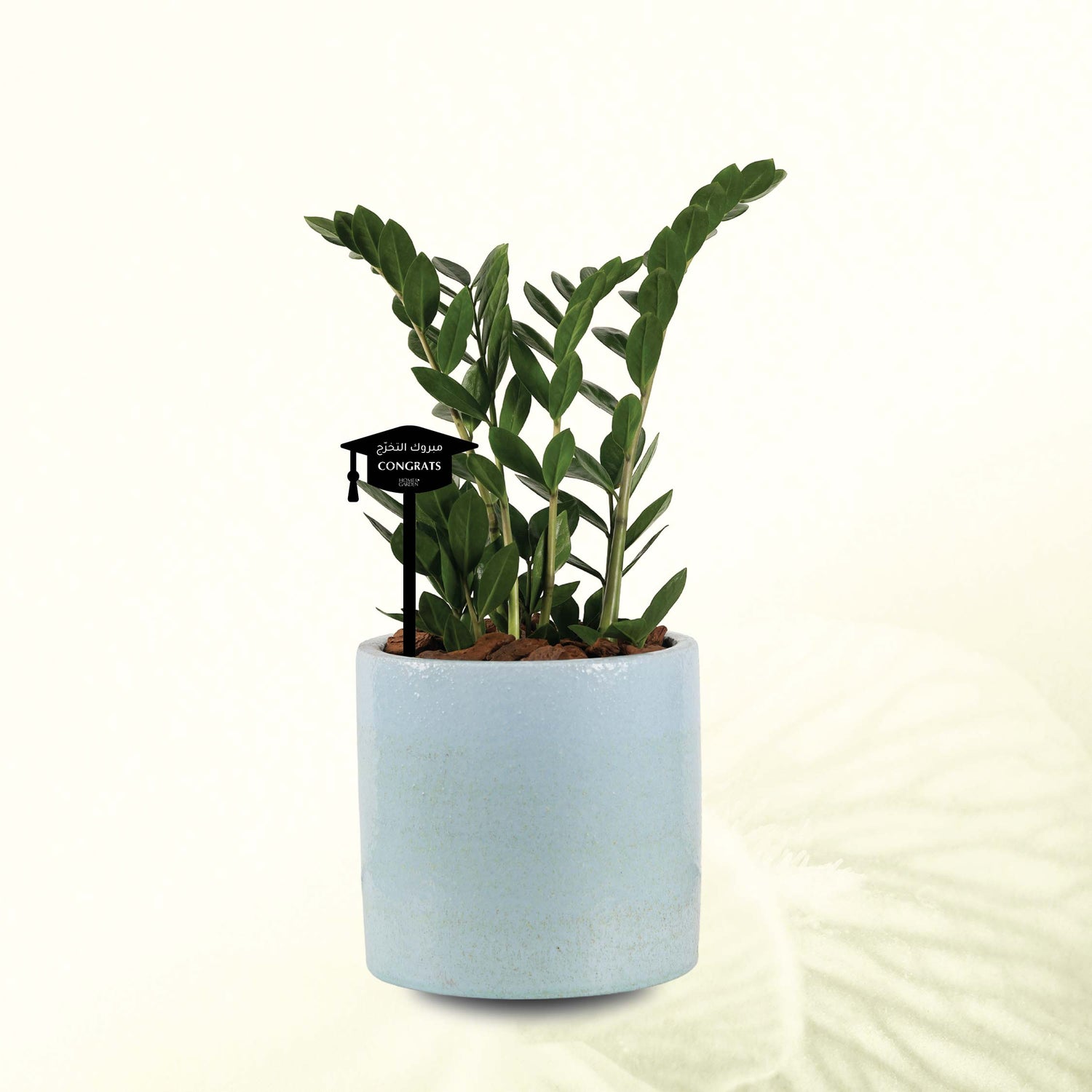 ZAMIOCULCAS IN BLUE POT