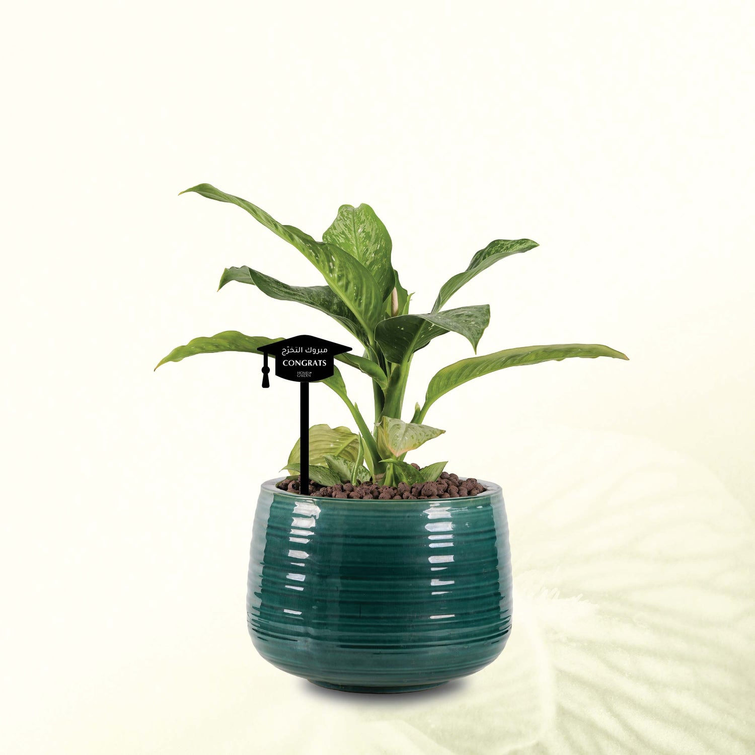 DIEFFENBACHIA IN GREEN POT