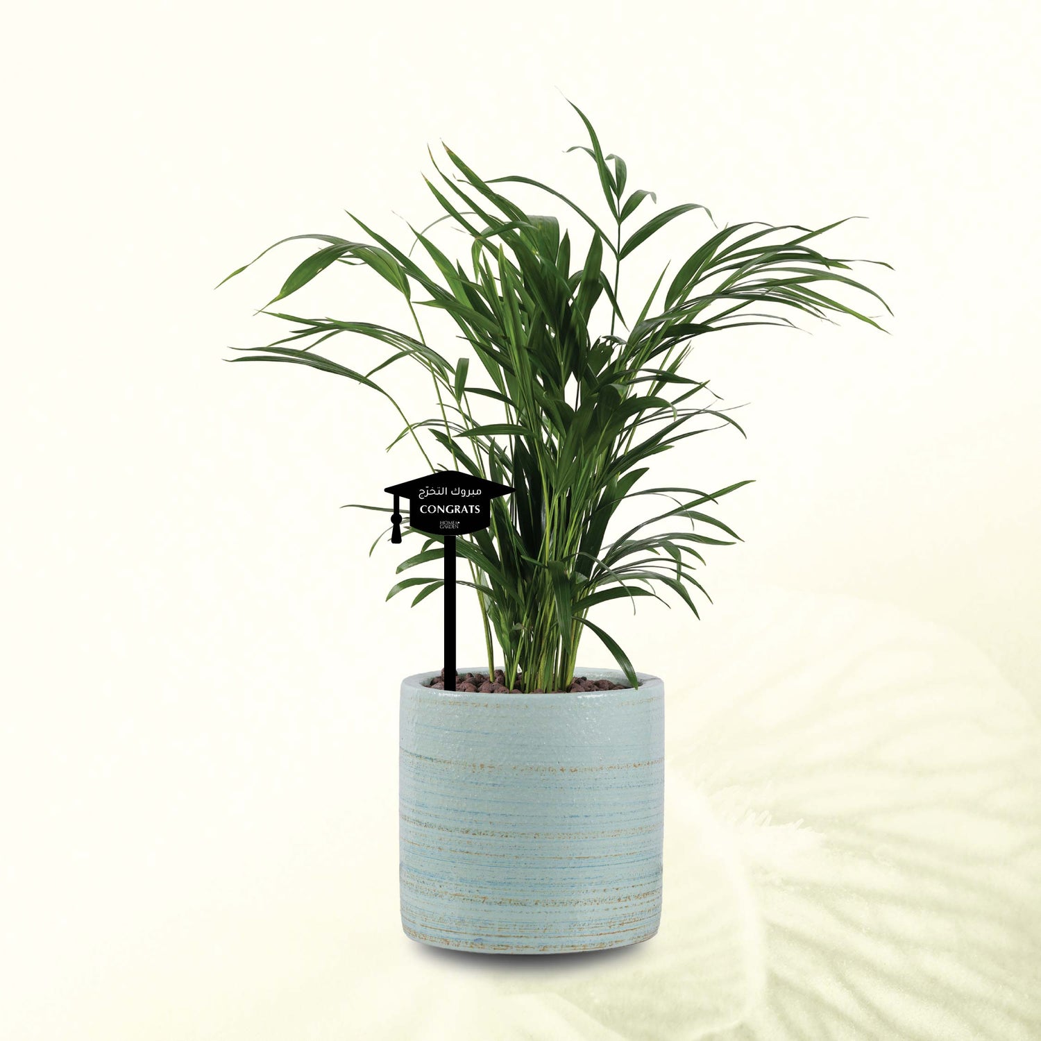 DYPSIS LUTESCENS IN BLUE POT