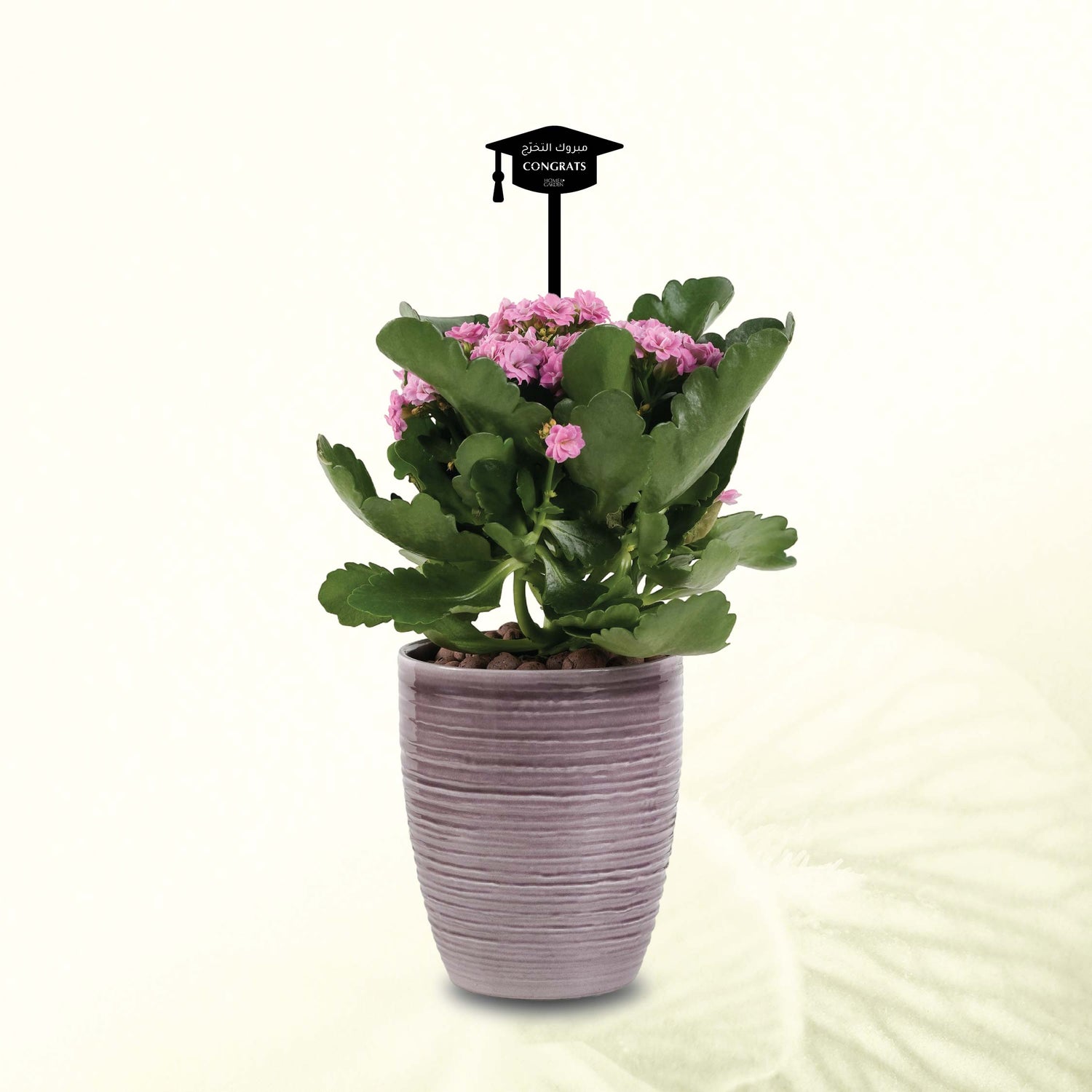 KALANCHOE IN BROWN POT