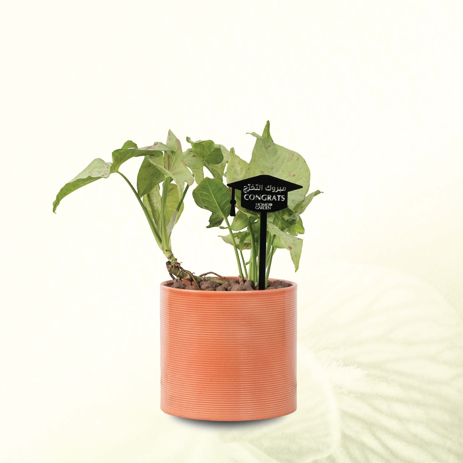 SYNGONIUM IN PINK POT