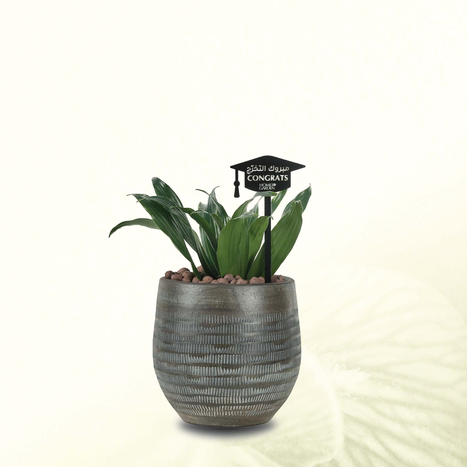 DRACAENA IN BLACK POT