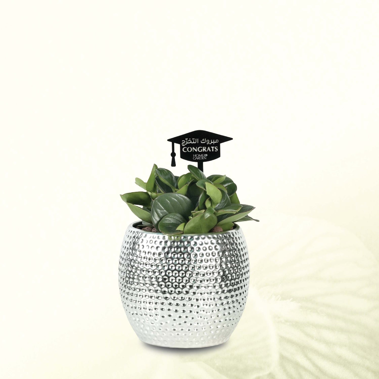 PEPEROMIA IN SILVER POT