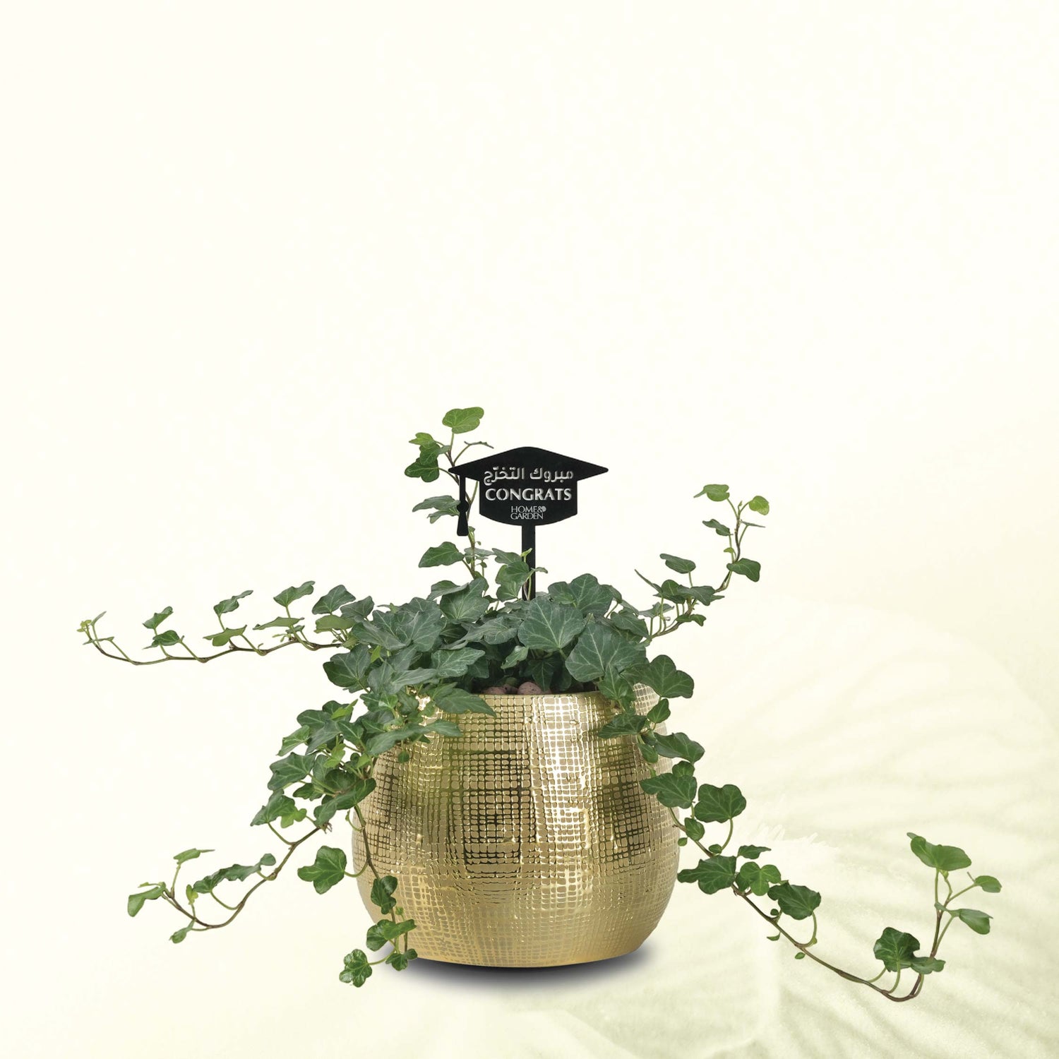HEDERA HELIX IN GOLD POT
