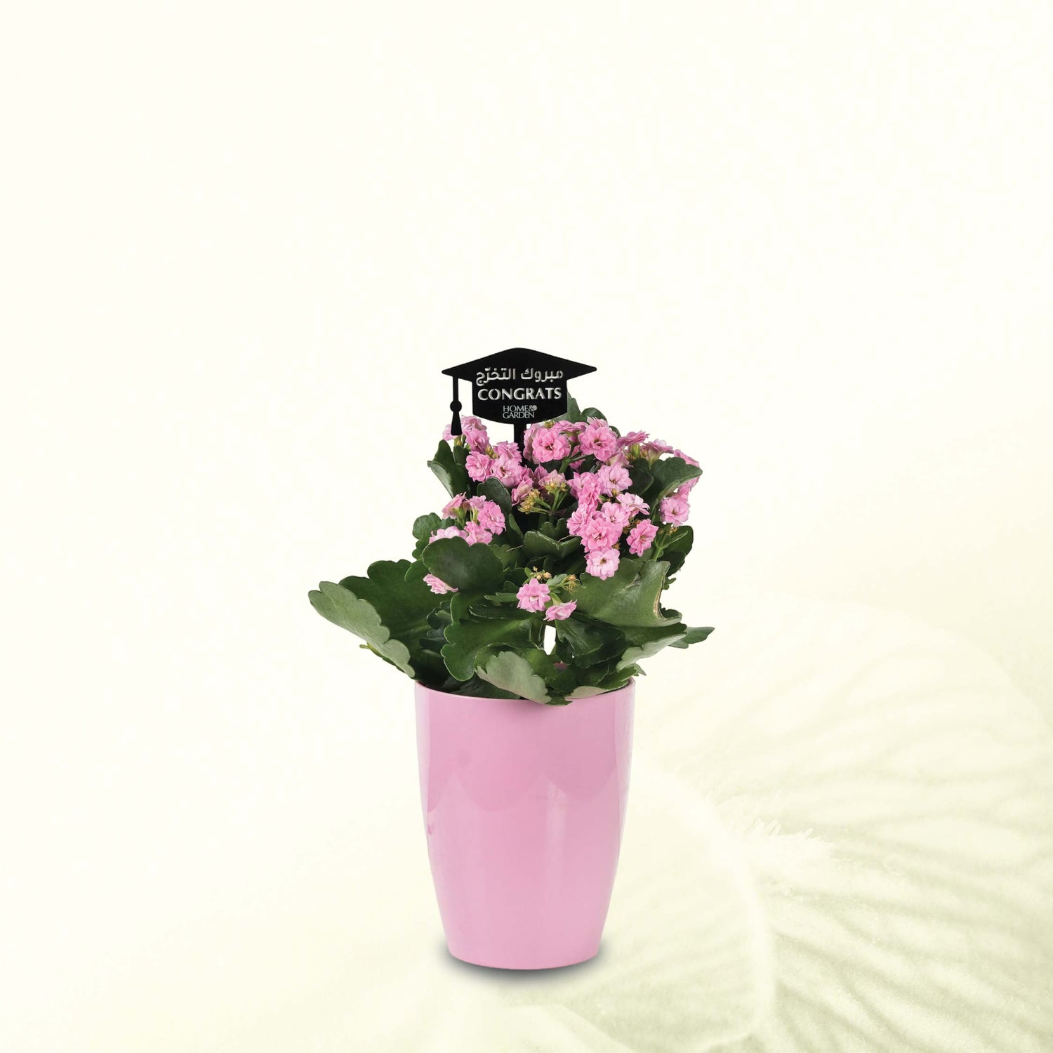KALANCHOE IN PINK POT