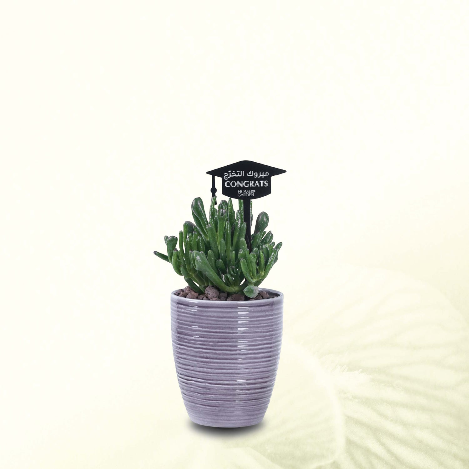 CRASSULA IN BROWN POT