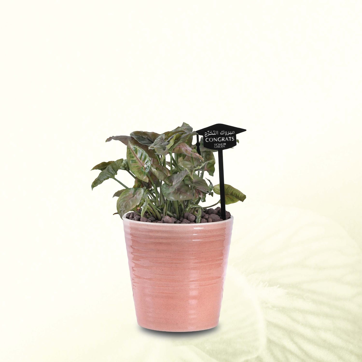 SYNGONIUM PINK IN PINK POT