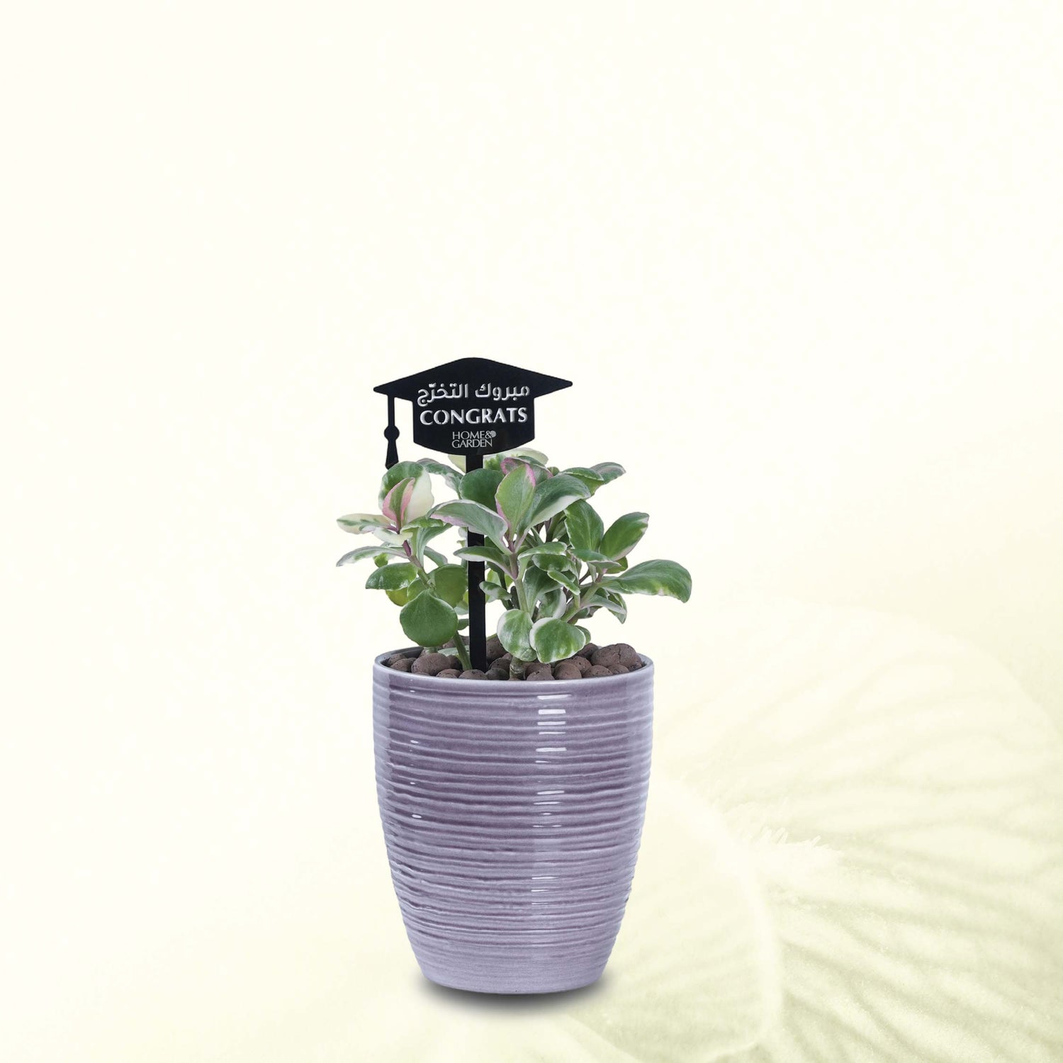 PEPPROMIA IN BROWN POT