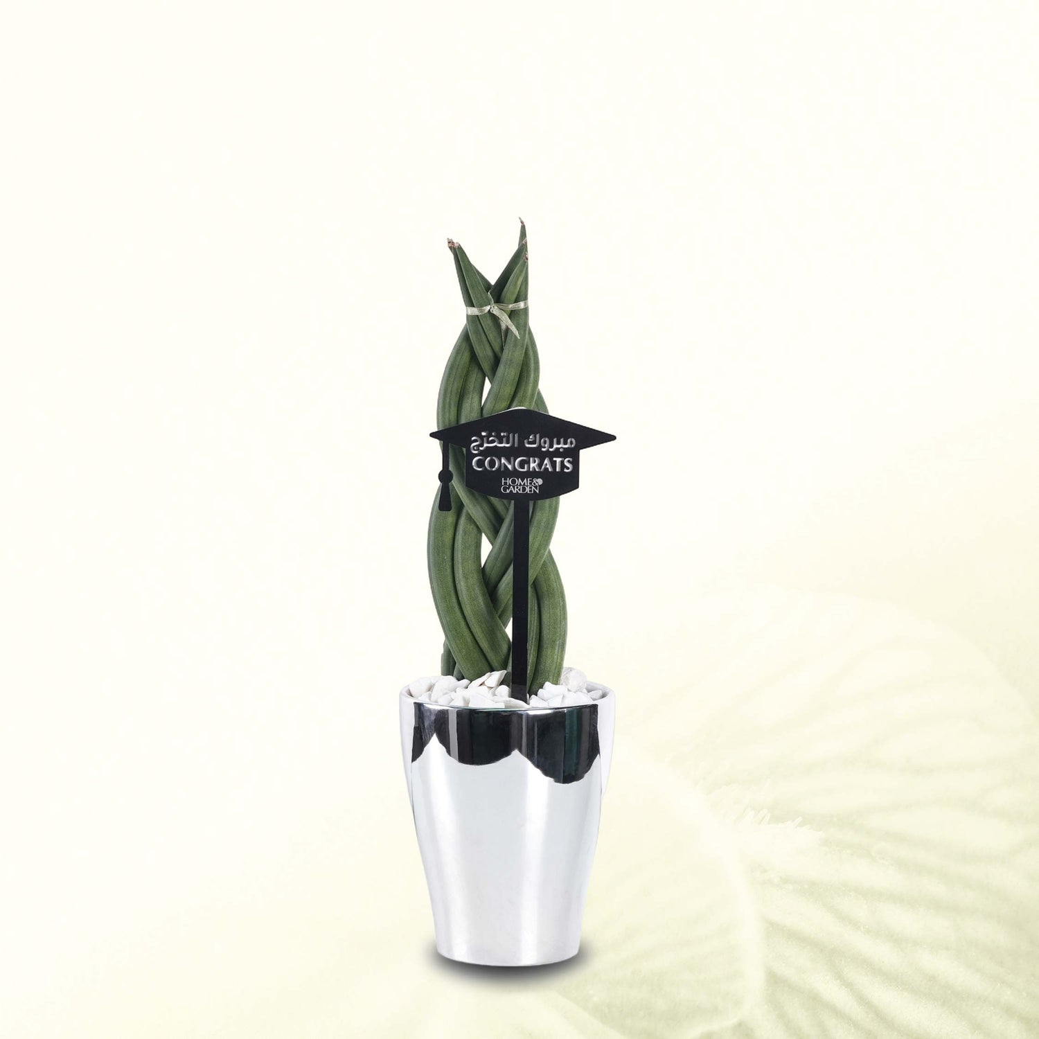 SANSEVIERIA CYLINDRICA IN SILVER POT