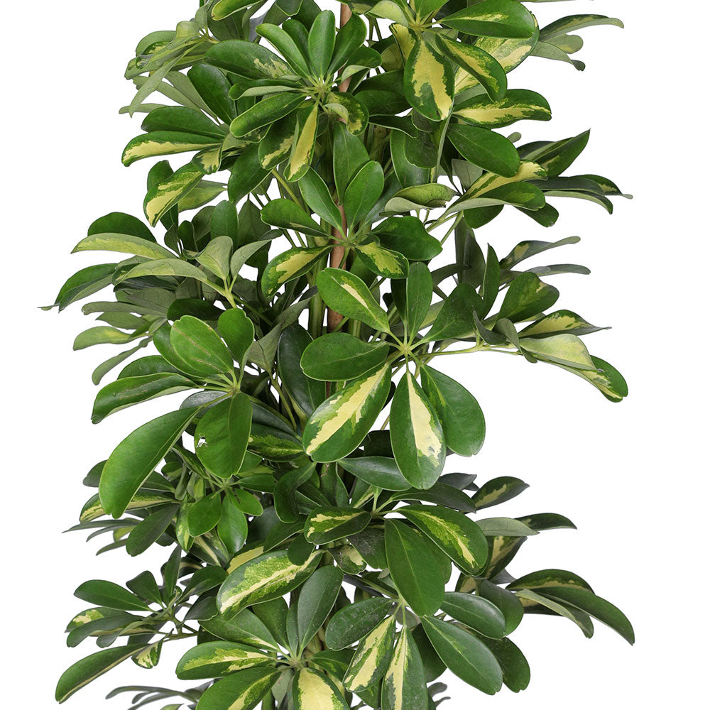 SCHEFFLERA ARBORICOLA GOLD CAPELLA - شيفليرا أربوريكولا جولد كابيلا