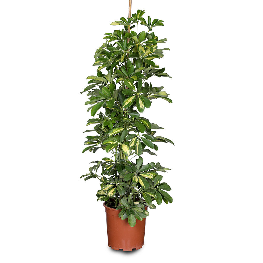 SCHEFFLERA ARBORICOLA GOLD CAPELLA - شيفليرا أربوريكولا جولد كابيلا