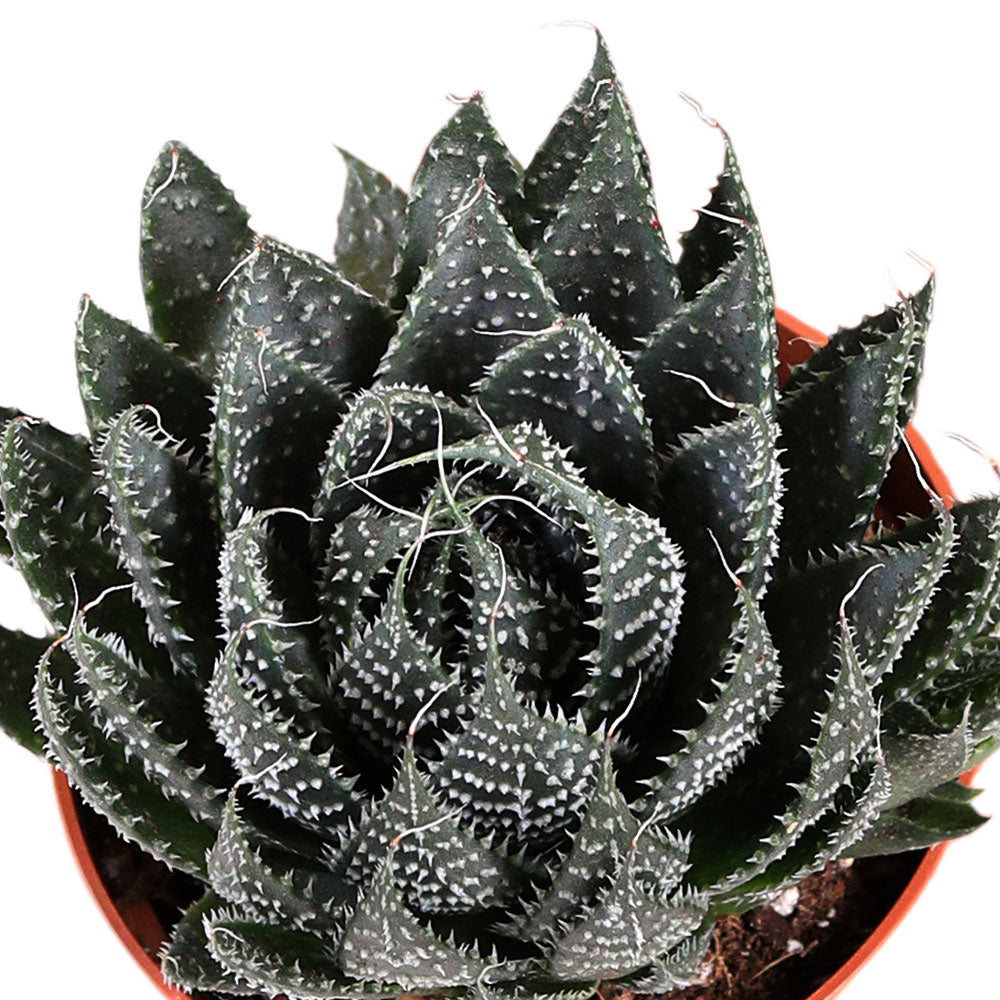 ALOE ARISTATA H25  الو اريستاتا