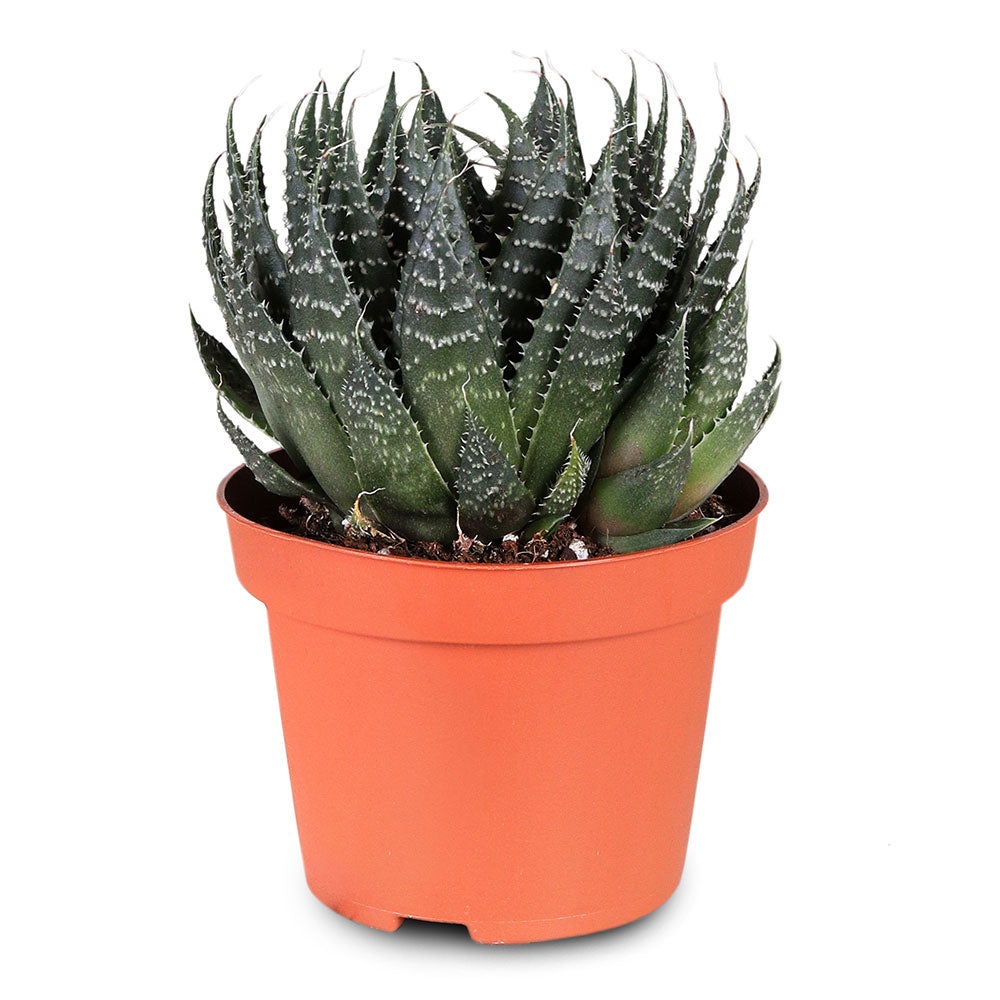 ALOE ARISTATA H25  الو اريستاتا