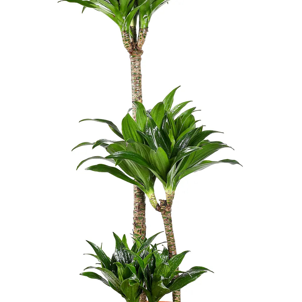 دراكاينا فراجرانس كومباكتا - ارتفاع 95 سم