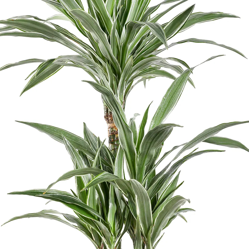 دراسينا وارنيكي - ارتفاع 110 سم