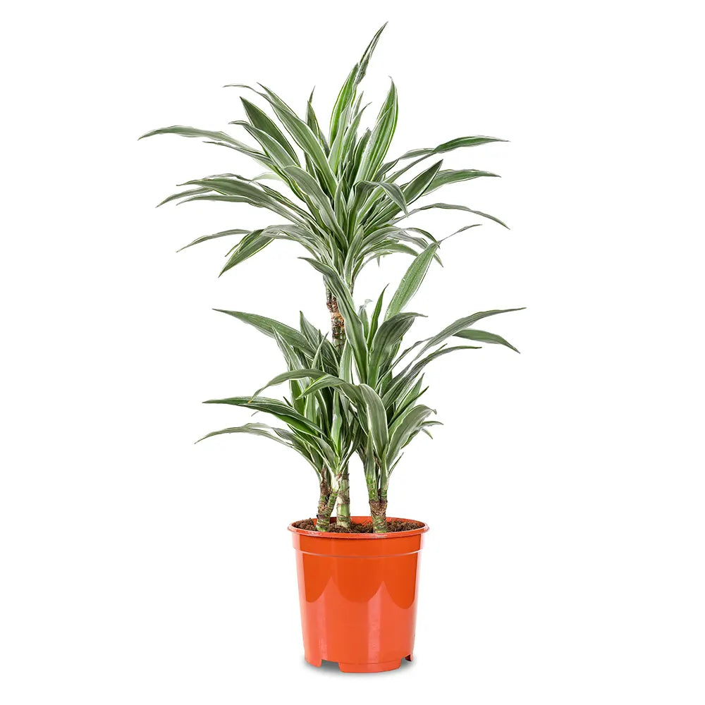 دراسينا وارنيكي - ارتفاع 110 سم