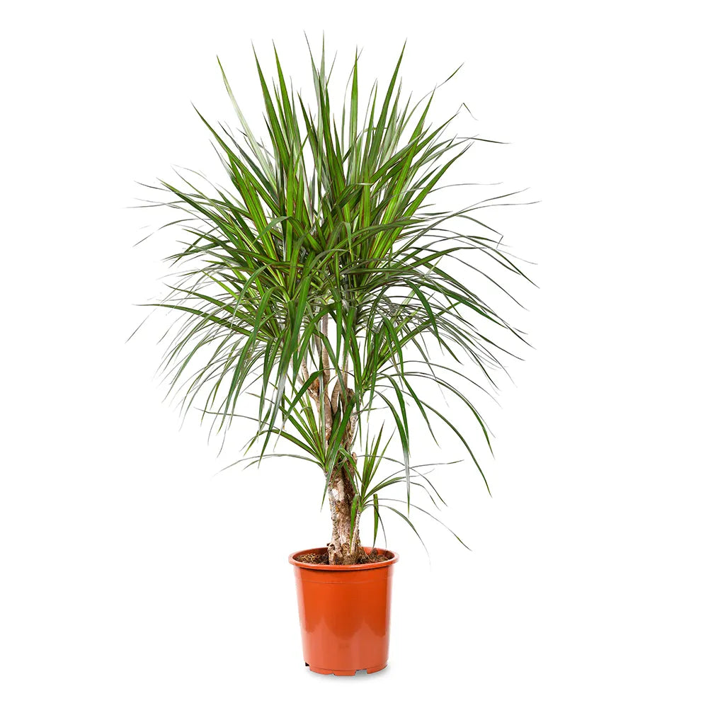 دراسينا جانيت كريج - ارتفاع 120 سم