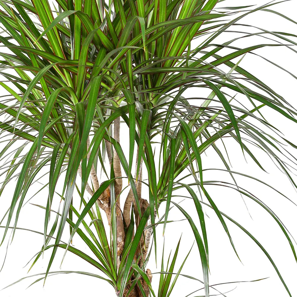 دراسينا جانيت كريج - ارتفاع 120 سم