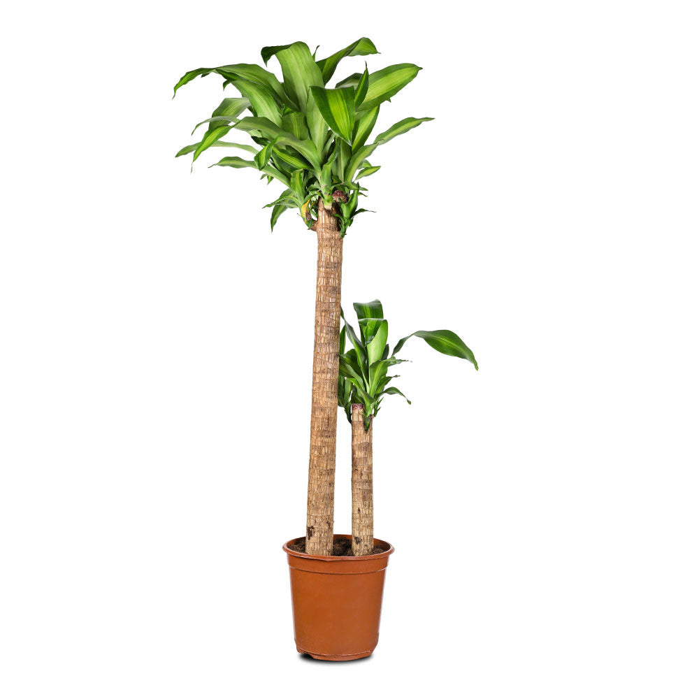 DRACAENA FR MASSANGEANA