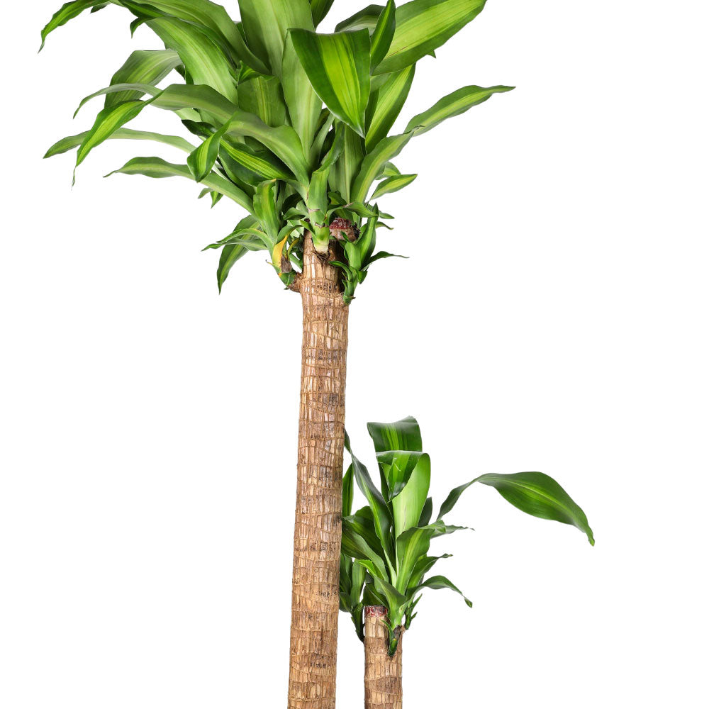 DRACAENA FR MASSANGEANA